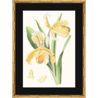 VISION STUDIO:ORCHIDSПостер 44х60