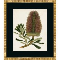 Постер G&C ANTIQUE PROTEA 50х60 см RS3923PPBL-61G-5