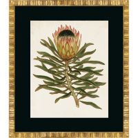 Постер G&C ANTIQUE PROTEA 50х60 см RS3923PPBL-61G-4