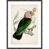 ARCHIVE:ANTIQUE PARROTПостер 50х70