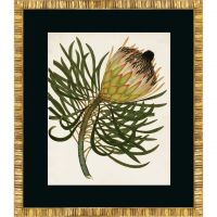 Постер G&C ANTIQUE PROTEA 50х60 см RS3923PPBL-61G-2