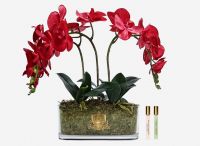Диффузор Cote Noire OVAL Orchid red Букет красные орхидеи, 2 спрея по 10 мл 40х25х50