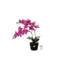 Букет Orchid розовые орхидеи, 2 спрея по 5 мл COTE NOIRE