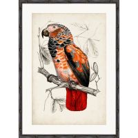 Постер G&C ARCHIVE:ANTIQUE PARROT 50х70 см