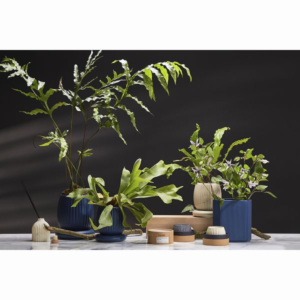 Диффузор ароматический cypress, jasmine & patchouli из коллекции edge, 200 мл, бежевый Tkano