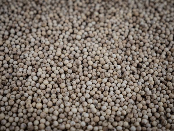 Набор для специй PEUGEOT Занзибар