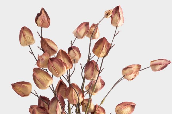 Ветка декоративная 46 см, пенопласт/бумага, Бутоны, Light autumn ANNA LAFARG
